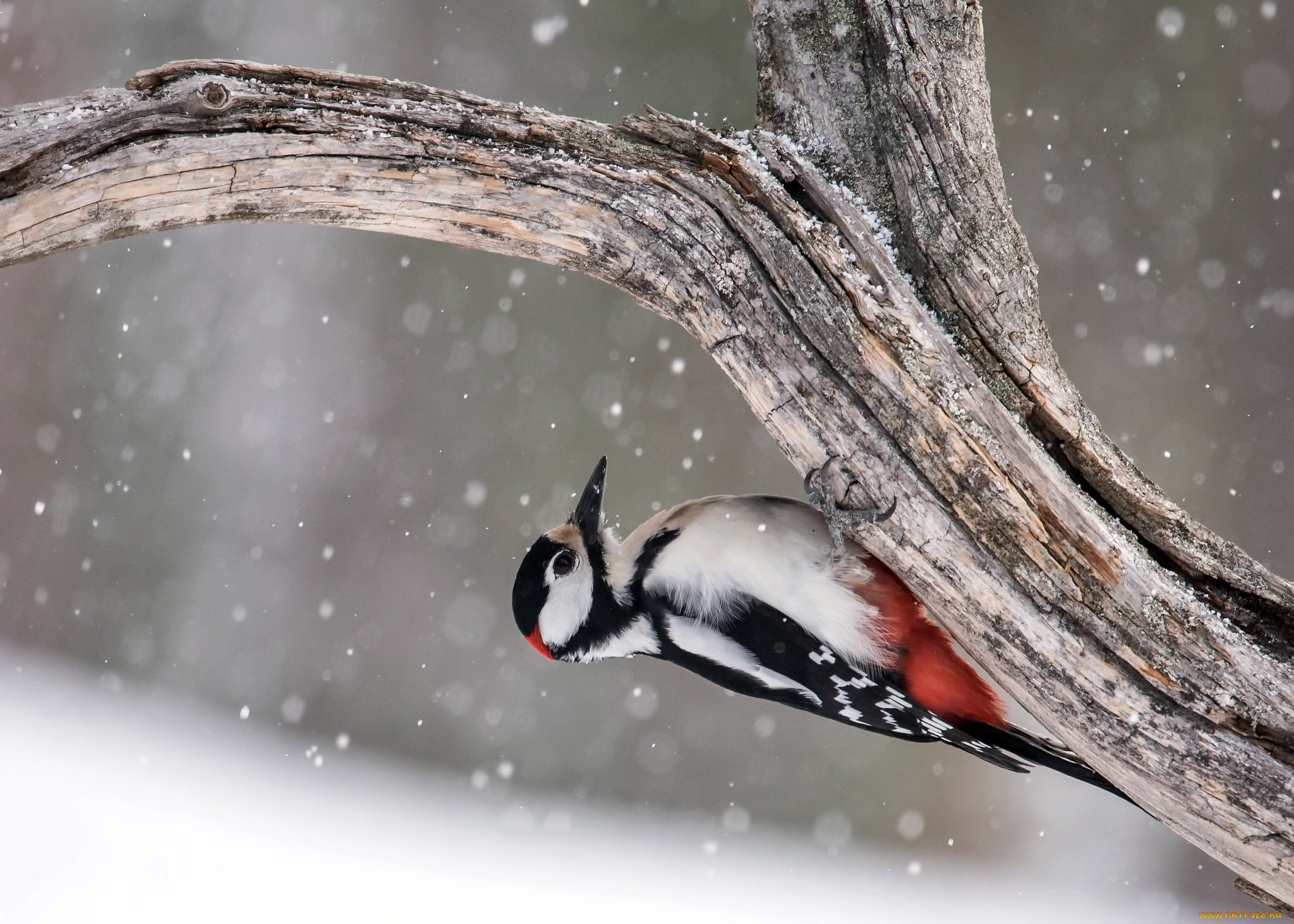 , , great, spotted, woodpecker, , 